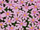 pink flower