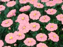 pink flower