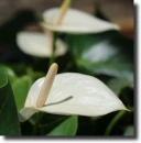 white anthurium