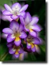purple freesia