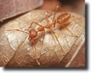 red ant