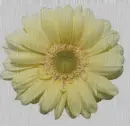 yellow gerbera