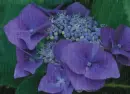 purple hydrangea