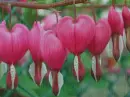 red diventra in the rain