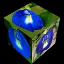 clitoria