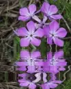 purple phlox