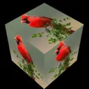 cardinal