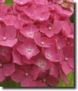 pink hydrangea
