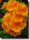 orange primrose