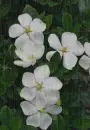 white gardenia in the rain