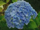 blue hydrangea in the rain