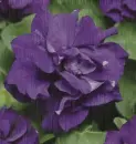 purple petunia in the rain