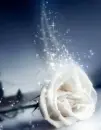 white rosa