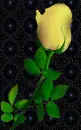yellow rosa
