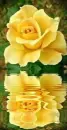 yellow rosa