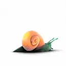 snail