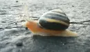 snail