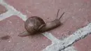 snail