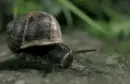 snail
