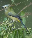 bird