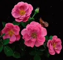 pink flower