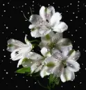 alstroemeria