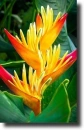 heliconia