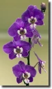 purple orchid