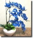 blue orchid