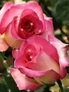 pink rosa