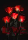 red rosa