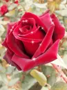 red rosa