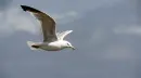 Seagull