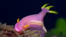 sea snail