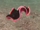 sea snail