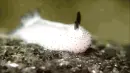 sea snail