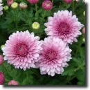 purple chrysanthemum