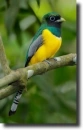 trogon