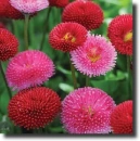 red daisy