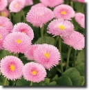pink daisy