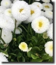 white daisy