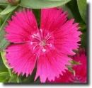 pink dianthus