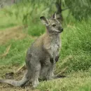 kangaroo