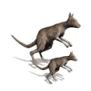 kangaroos