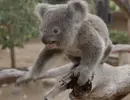 koala