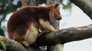 tree kangaroo