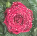 red rosa