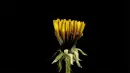 yellow flower