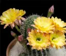 yellow cactus flower