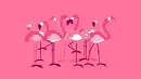flamingos